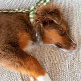 GINGHAM NECKTIES: FOREST GINGHAM / MEDIUM