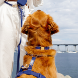 Signature Navy Gingham Waste Bag Holder