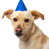 PAWTY HAT:  Blue